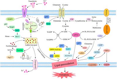 Ferroptosis and its role in skeletal muscle diseases